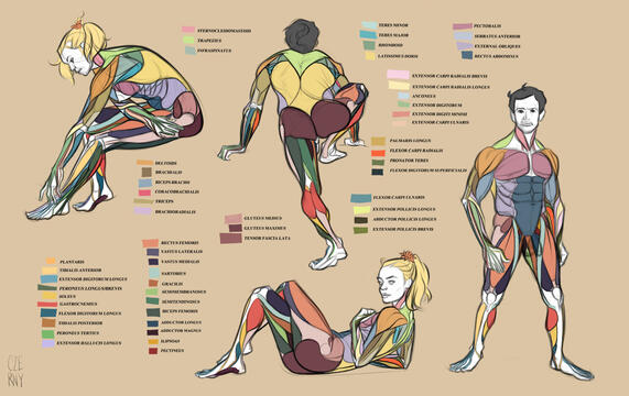 Anatomy Studies